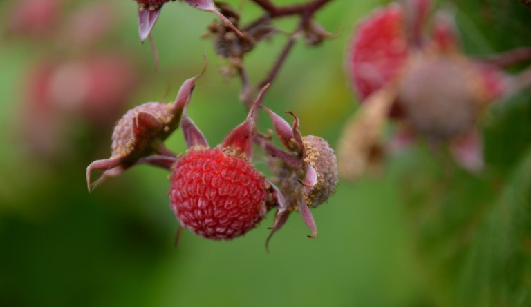 More edible nature in Seattle: Thimbleberry edition – DNDA – Delridge  Neighborhoods Development Association