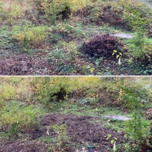 Before and after images of spreading an old compost pile