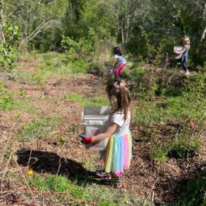 Kindergarteners from Louisa Boren STEM K-8 helped restore a site in the Longfellow Creek Forest by spreading wood chip mulch around new native plants.