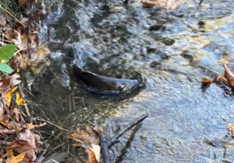 A coho salmon returning to Longfellow Creek to spawn struggles to swim upstream after traveling hundreds of miles to its final destination.