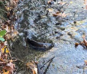 A coho salmon returning to Longfellow Creek to spawn struggles to swim upstream after traveling hundreds of miles to its final destination.