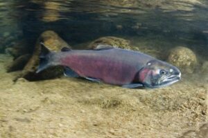 Coho salmon have distinctive silver sides and dark metallic blue or green backs. Photo by NOAA Fisheries.