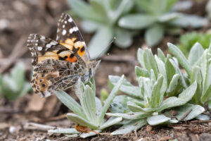 Photo of an American lady butterfly landing on pearly everlasting by Colin Durfee.