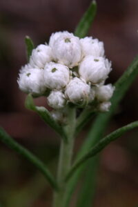 Photo of pearly everlasting by Kevin Jarvis. 