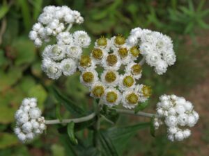 Photo of pearly everlasting.