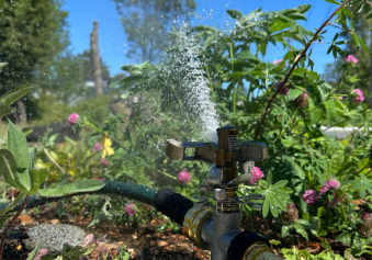 watering