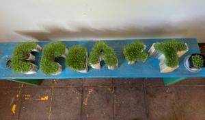 The image shows a set of green plants growing in curved containers, arranged vertically on a blue bench or platform to spell out Eco Art.