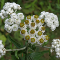 Photo of pearly everlasting.